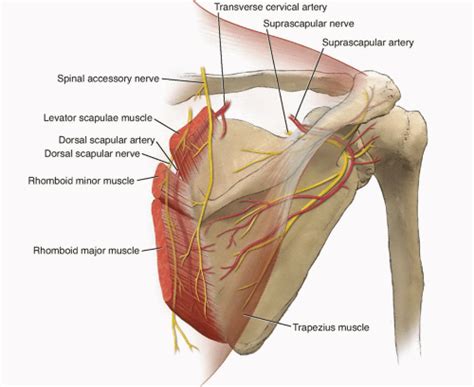 Dorsal Scapular Nerve Entrapment Syndrome Bone And Spine
