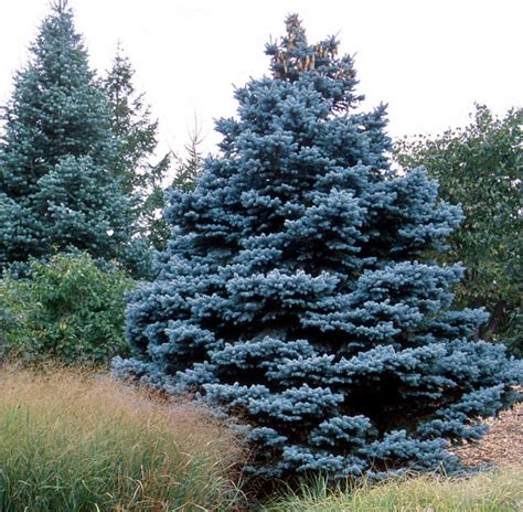 Baby Blue Colorado Spruce Wyoming Plant Company