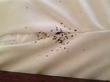 Pictures of Bed Bug Control Wiki