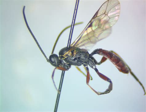 Sphecophaga Vesparum Waarnemingenbe