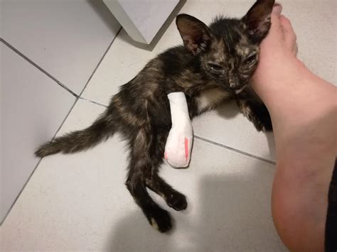 Found This Little One With An Injured Leg On The Street The Other Day