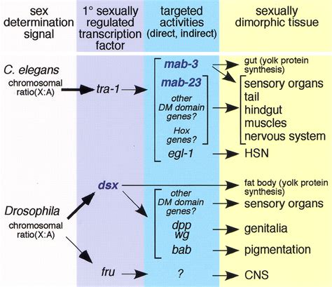 Regulation Of Sex Specific Differentiation And Mating Behavior In C