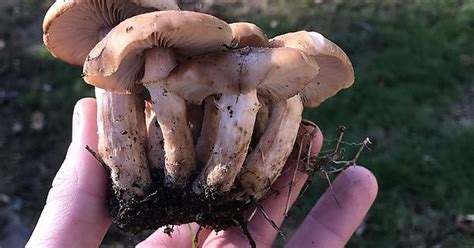 mushrooms found album on imgur