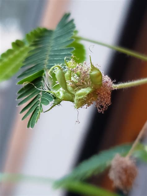 Finally Have Seed Pods On My Mimosa Pudica How Do I Know They Are