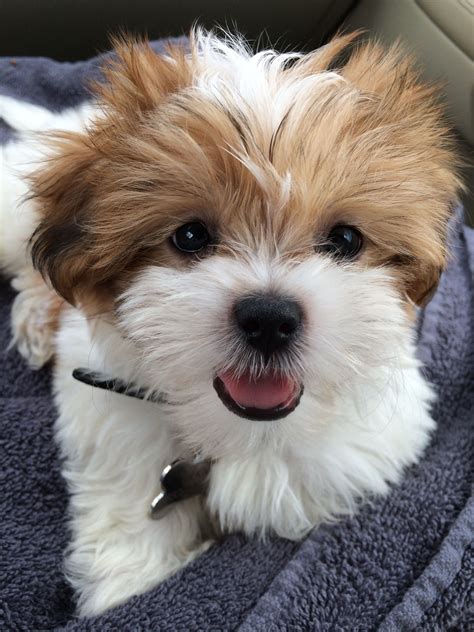 Between 3 and 6 weeks after birth, the shih tzu pup starts to play with its littermates. Pin on Doggies & Kitties