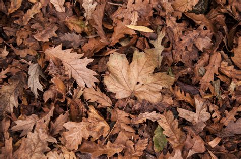 Free Stock Photo Of Autumn Dry Dry Leaves