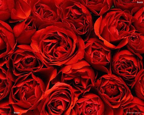 Red Roses Backgrounds Wallpaper Cave