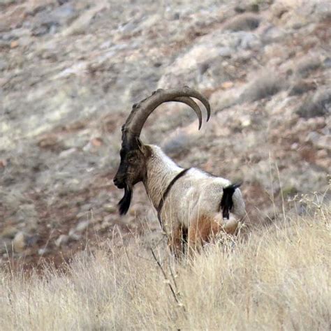 Wild Goat Facts Diet Habitat And Pictures On Animaliabio