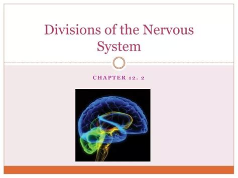 Ppt Divisions Of The Nervous System Powerpoint Presentation Free