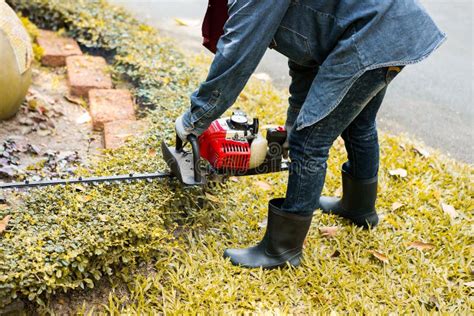 Trimming Hedge With Trimmer Machine Stock Image Image Of House Hold
