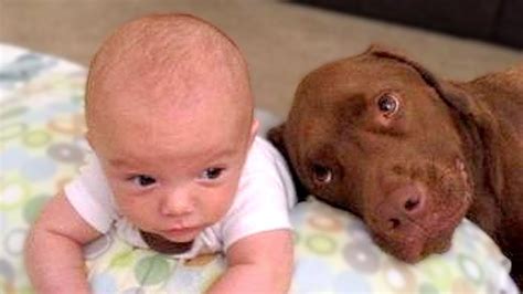 Dogs And Babies Are Best Friends Compilation Youtube