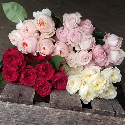 Stunning David Austin Garden Roses From Alexandra Farms This Week Our