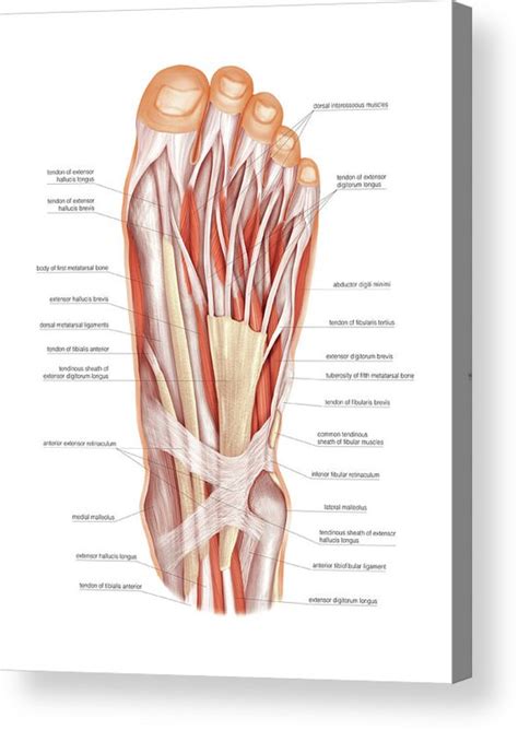 Muscles Of The Foot Acrylic Print By Asklepios Medical Atlas Pixels