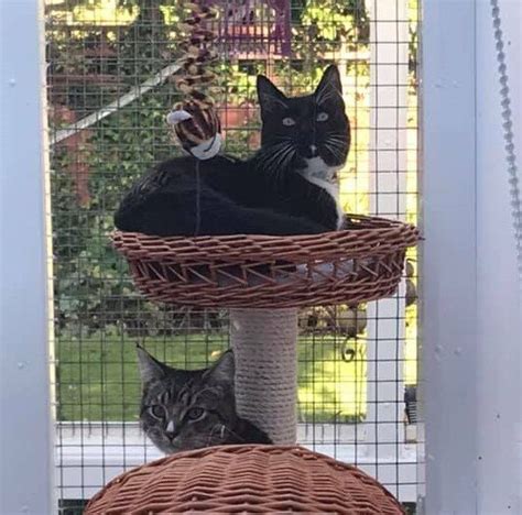 Guest Cats — Birches Cattery