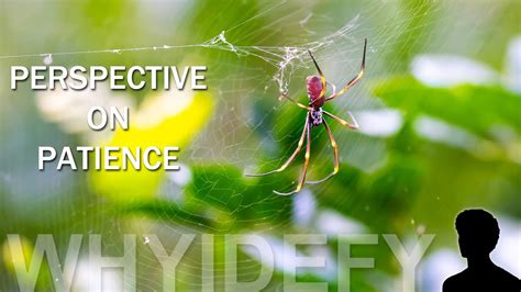 What Can Spiders Teach Us Perspective On Patience Youtube