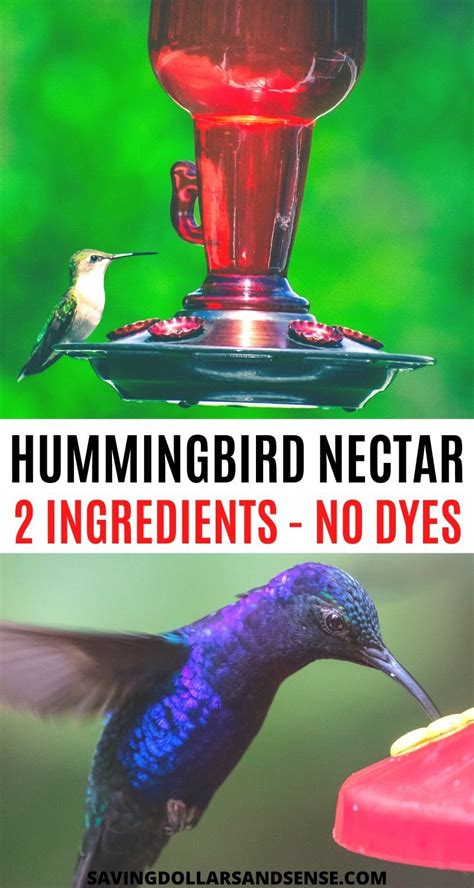 We did not find results for: DIY This Easy Hummingbird Nectar Recipe - Saving Dollars ...