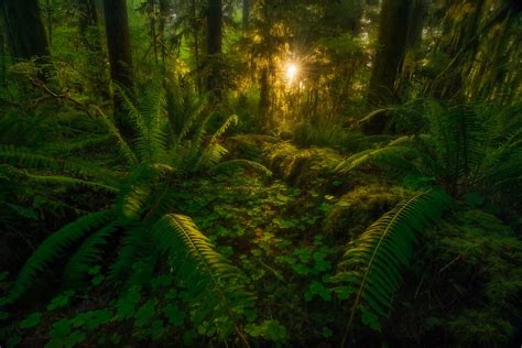 Lush Green Rainforest At Sunset Image Abyss