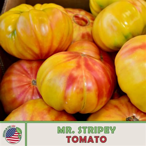 Mr Stripey Tomato Seeds Heirloom Non Gmo Genuine Usa Ebay