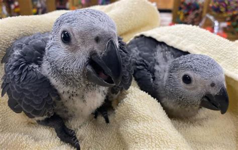 Baby African Grey Parrots For Sale Buy All Parrots Mika Birds Farm