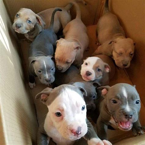 5 of the best dog foods for pitbulls. Box full of Pitt puppies : pitbulls | Puppies