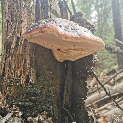 Red Belted Polypore Mushroom Etsy