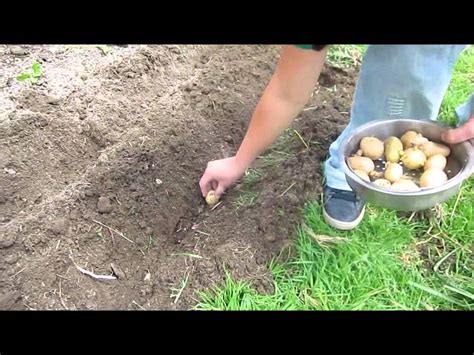 Cómo Plantar O Sembrar Papas O Patatas Come Seminare Le Patate Youtube