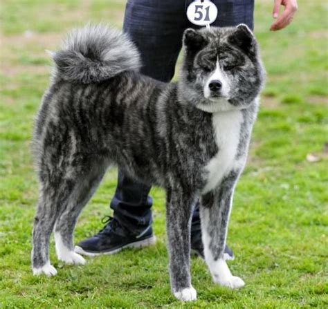 Bluesilver Brindle Akita Must Have Big Dogs I Love Dogs Dogs And