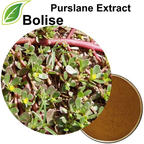 Buy Purslane Extractportulaca Oleracea Extract Pricesupplier