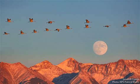 What Is Bird Migration Why Do Some Birds Migrate At Night
