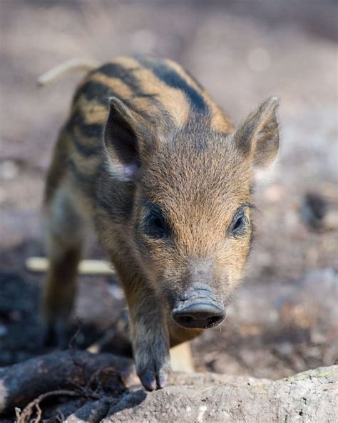Natural Encounters Photography By Ben Williams Baby Wild Boar
