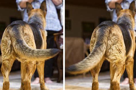 How To Decode Your Dogs Tail