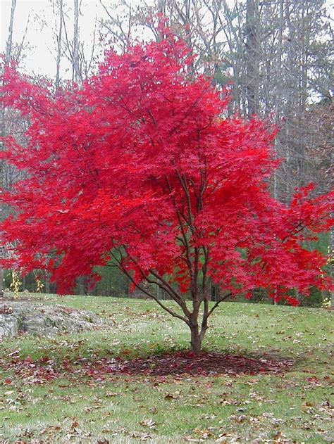 Autumn One More Time With Feeling Japanese Maple Trees Oxblood