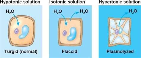 Plant cells, in contrast to animal cells, are almost always turgid due to the action of a large vacuole in each of their cells. Plant cells are turgid (firm) and generally healthiest in ...