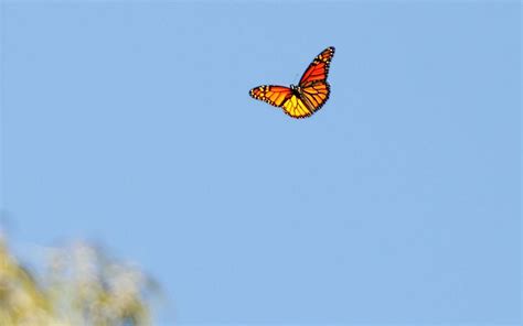 Download premium vector of blue butterflies patterned mobile phone. Aesthetic Butterflies Wallpapers - Top Free Aesthetic Butterflies Backgrounds - WallpaperAccess