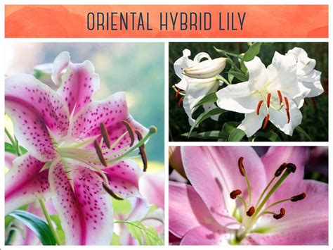 Types Of Lilies A Visual Guide Types Of Lilies Different