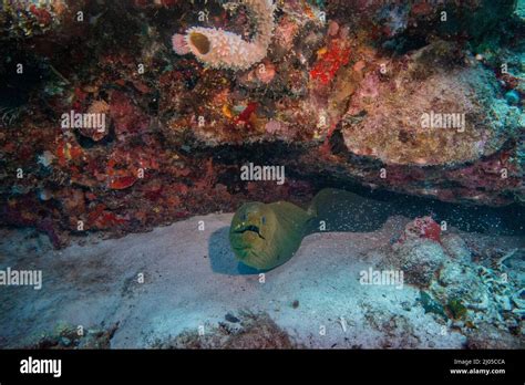 Giant Moray Eel Hidding In A Coral Reef Cave Stock Photo Alamy