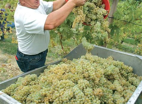 Non gli ha dato i natali, ma per l'abbondanza e la qualità dei suoi limoni, la sicilia è tra le migliori produttrici di limoncello. Come si fa il vino in casa | Pigiatura, fermentazione ...