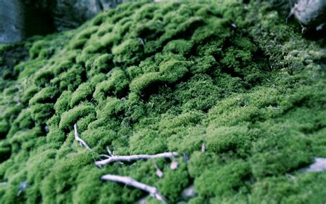 Moss Wallpapers Pictures Images