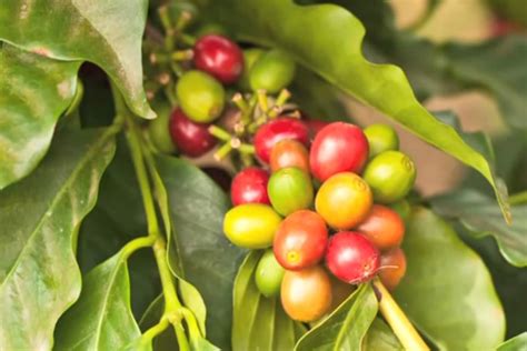 Metabolisme booster energy booster mengawal rasa lapar rasa yg sgt sedap.открыть страницу «khasiat kopi hijau» на facebook. Khasiat Minuman Teh dari Daun Kopi | Money.id