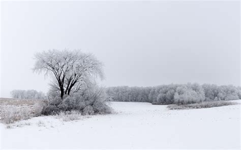 Download Wallpaper 3840x2400 Tree Bushes Field Snow Winter 4k Ultra
