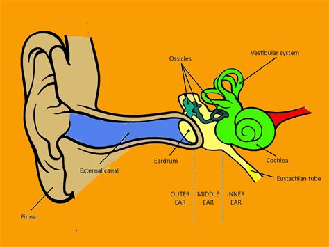 Hearing Anatomy And Process Audiologis
