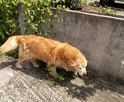 Discover (and save!) your own pins on pinterest. 年老金毛犬疑遭棄大尾篤多個月 熱心網民：帶佢返屋企頤養天年 - 港聞 - 即時新聞 - 頭條日報 Headline ...
