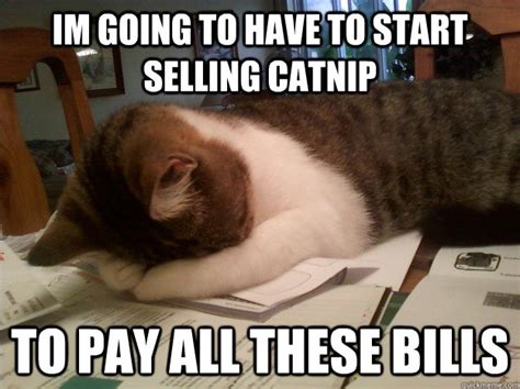 Im Going To Have To Start Selling Catnip To Pay All These Bills Broke