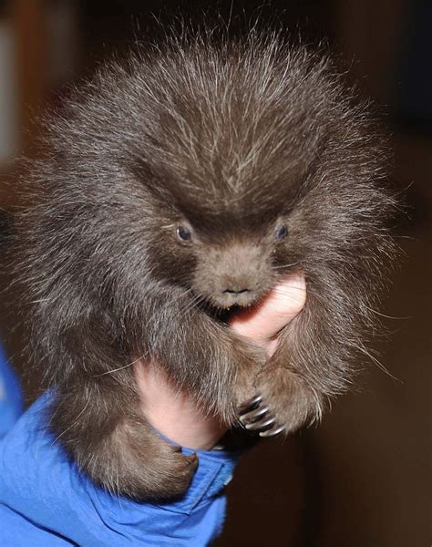 Tragic Bristling Prickly Little Thing Cute Animals Baby Porcupine