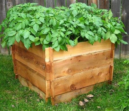 Tips when growing potatoes in cardboard boxes as the potato plant grows and shoots begin to peek through the mulch, add more mulch to cover the growth. Cranky Puppy Farm: Eye Spy: Ruminations on Growing Potatoes