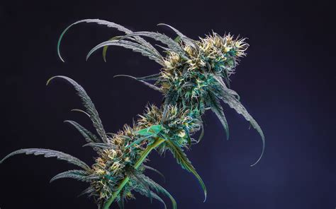 How to Take Photos of Cannabis Flower | Leafly