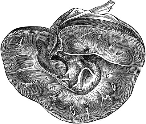 Kidney Of A Horse Clipart Etc