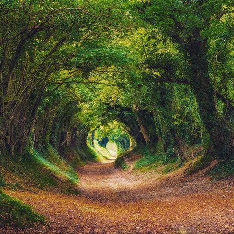 Gorgeous Walks Near Chichester Tree Tunnel Chichester Sussex