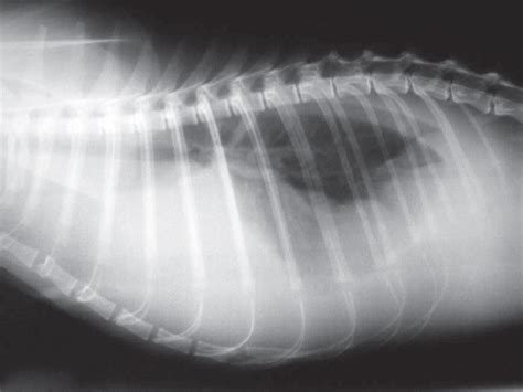Lateral Thoracic Radiograph Image Of A Cat With Pleural Effusion Due To