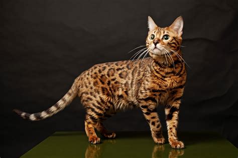 24 Bengal Cat Furry Kittens
